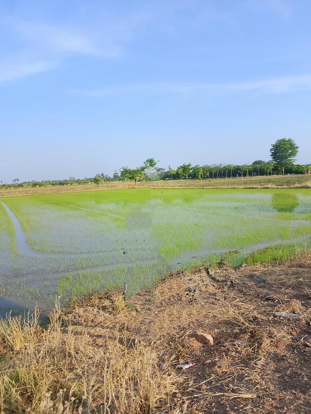 ที่ดินเปล่า เป็นที่นาติดถนนมีคลองชลประทานอยู่หน้าถนน อยู่ อำเภอเมือง จังหวัดสุพรรณบุรี ถนนไปมาง่าย น้ำไฟครบ สนใจติดต่อมาได้ค่ะ 1