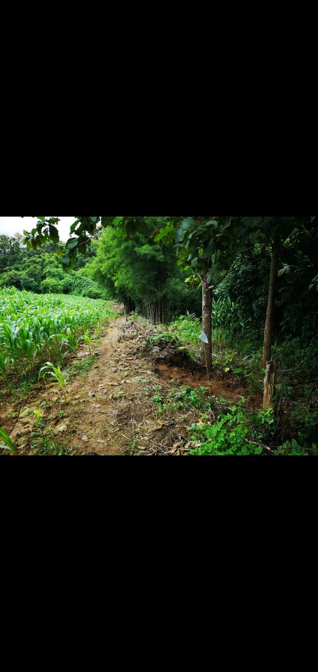 ที่ดินในเขต ต.ผาสิงห์ อ.เมือง จ.น่าน 6