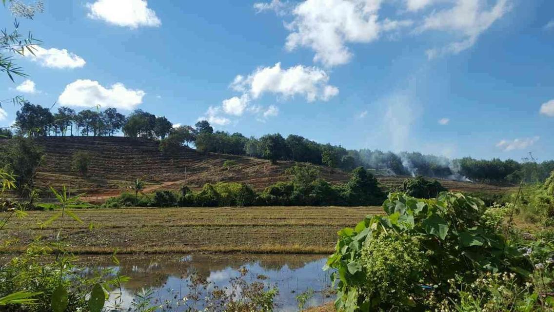 ขายที่ดินแปลงใหญ่ 148 ไร่ เป็นสวนยางพารา ที่มีโฉนด 18