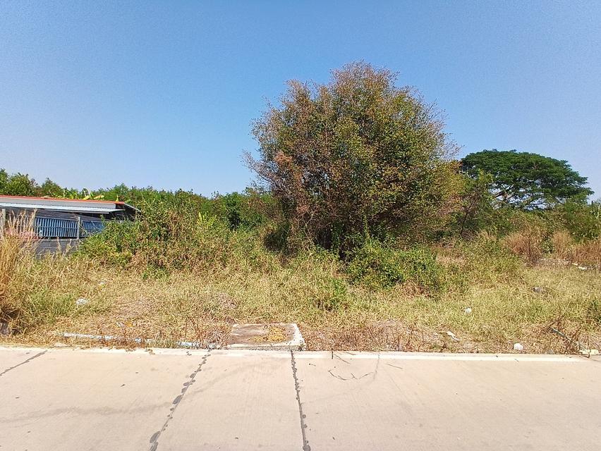 ขายที่ดินเนื้อที่ 200 ตารางวา ถมแล้ว คลองสาม 11/9 คลองหลวง จังหวัดปทุมธานี 7