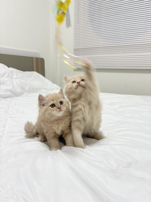 ❌🏠ได้บ้านแล้ว เปอร์เซียแท้ เทาครีม พร้อมย้าย 3