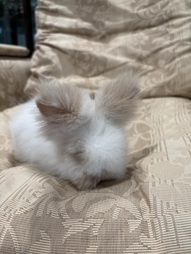 Teddy Bear Rabbit