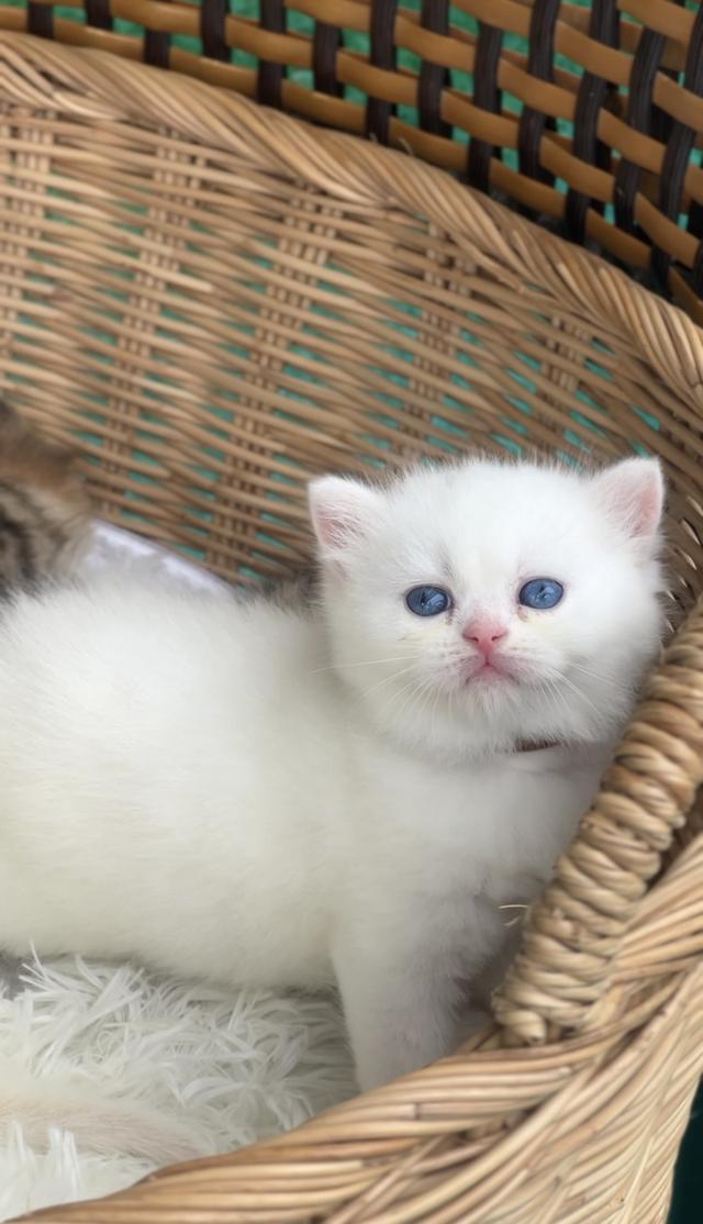 น้องยูริ (สก็อต)