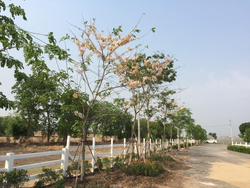 ขายที่ดินมีสิ่งปลูกสร้าง