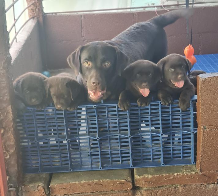 Chocolate Labradors 
