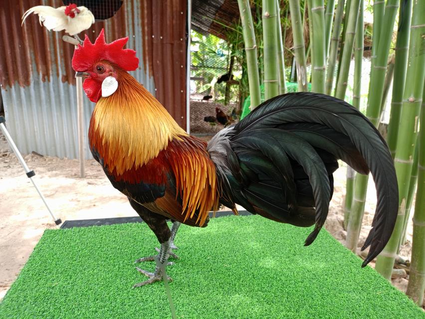 รัฐชนาวีฟาร์ม อนุรักษ์ไก่ต่อไทย
