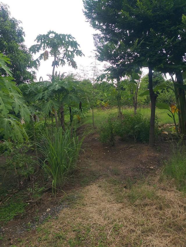 # 🌟 ที่ดินสวยทำเลทอง 2 ไร่กว่า  (905 ตร.ว) . บางบัวทอง ใกล้วัดลำโพ นนทบุรี 🌟 17