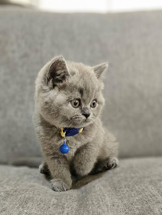 บริติชช็อตแฮร์แท้ น้องบลู 2