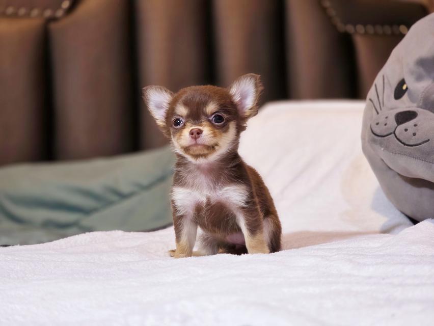 Chihuahua ขนยาวสีช็อคแทนเพศเมียมีบริการส่งเก็บปลายทาง 2