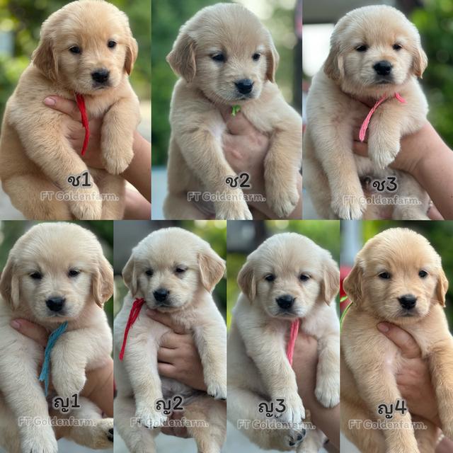 โกลเด้นรีทีฟเวอร์แท้