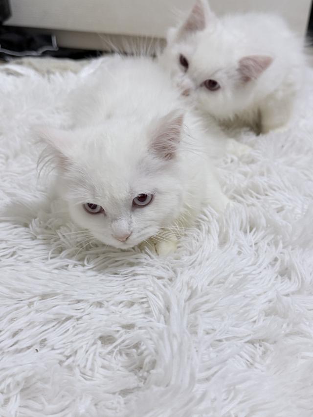 maine coon mixed cats