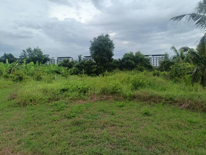 ที่ดินเปล่า ไม่มีสิ่งปลูกสร้าง 5