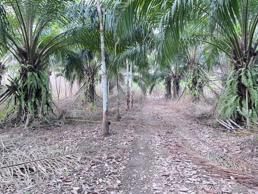 ขายที่ดิน9ไร่2งาน76ตารางวา ราคา 3,330,000 รูปที่ 7