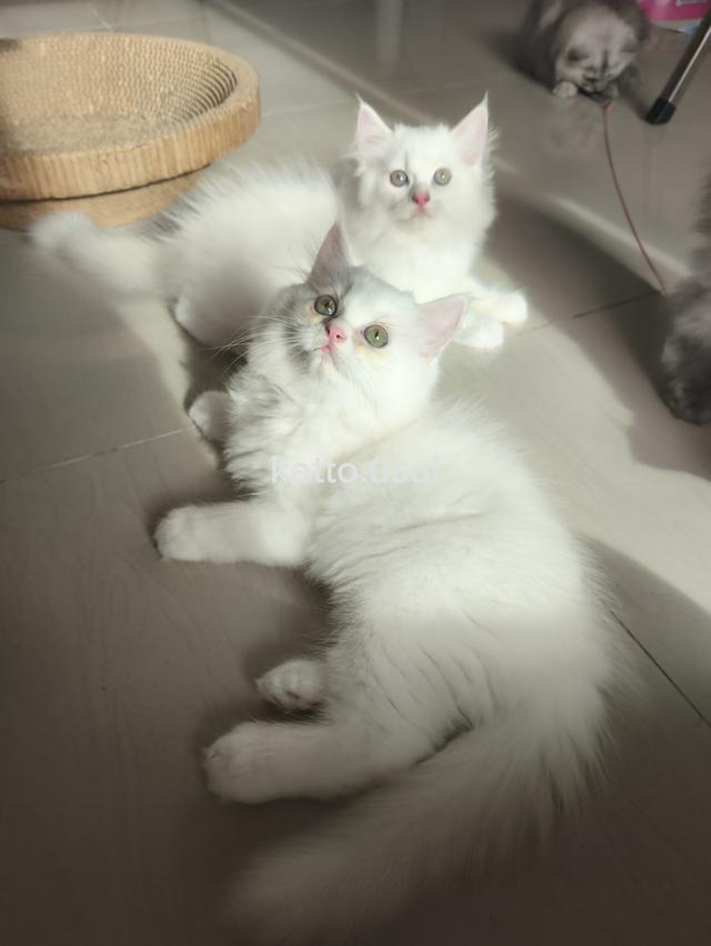 ลูกแมวเปอร์เซีย 