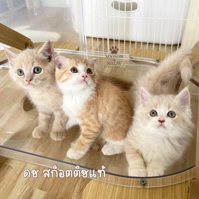 สก็อตติช ชาย หูพับ/หูตั้ง