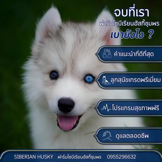 ฟาร์มไซบีเรียน Siberian 