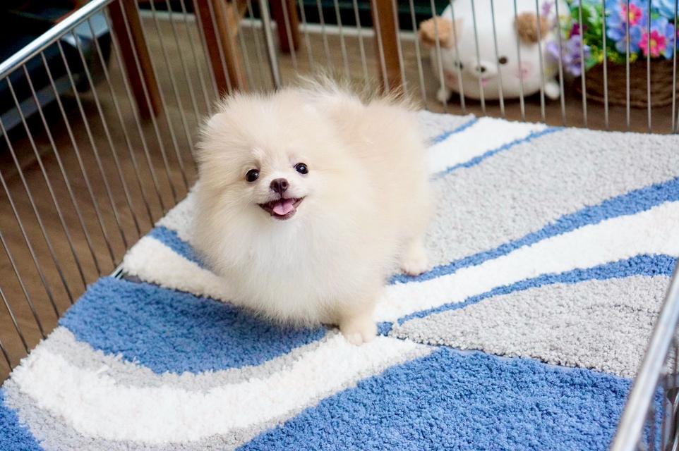 สุนัข puppy Pomeranian