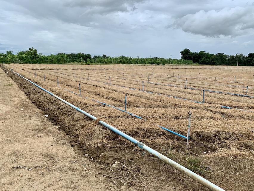 ขายที่ดินสวย2แปลง เนื้อที่รวม26ไร่เศษ สภาพแวดลัอมดี เหมาะลงทุน,ทำเกษตร,จัดสรรหรืออื่นๆ คมนาคมสะดวก 10