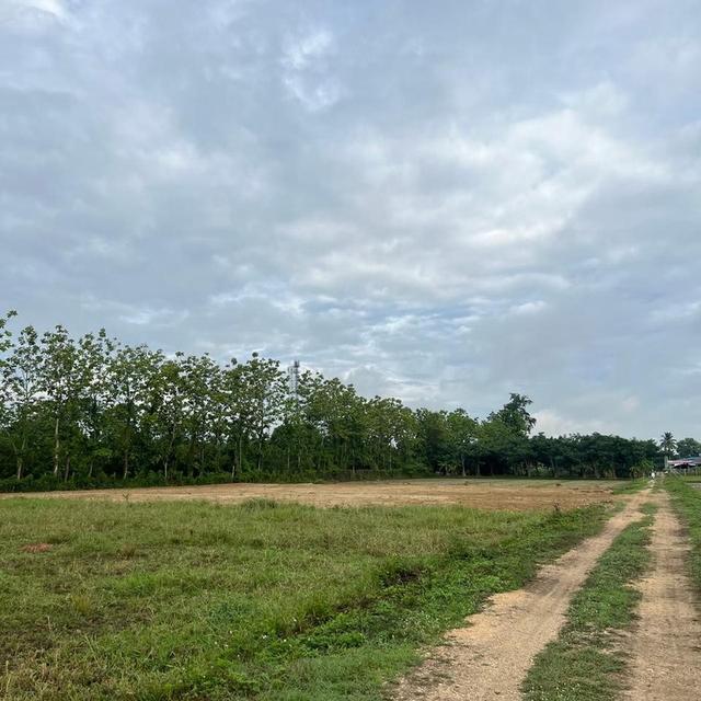 ขายที่ดิน เจ้าของขายเอง 400 ตารางวา ต.ชมภู อ.สารภี จ.เชียงใหม่ 10