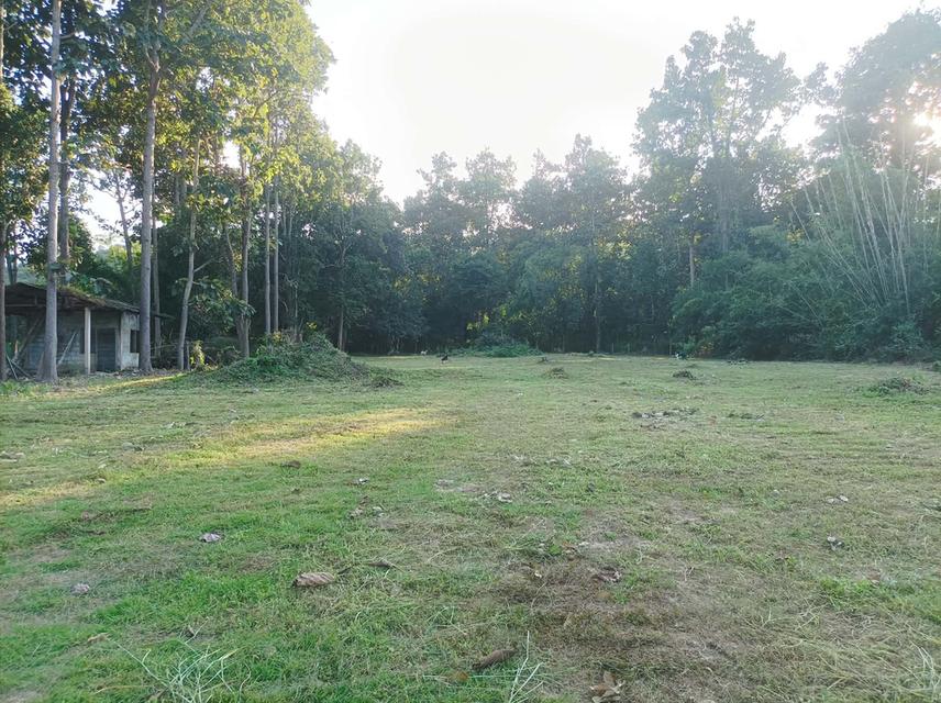 ขายที่ดิน 1ไร่3งาน ต.เชิงดอย อ.ดอยสะเก็ด จ.เชียงใหม่ 7