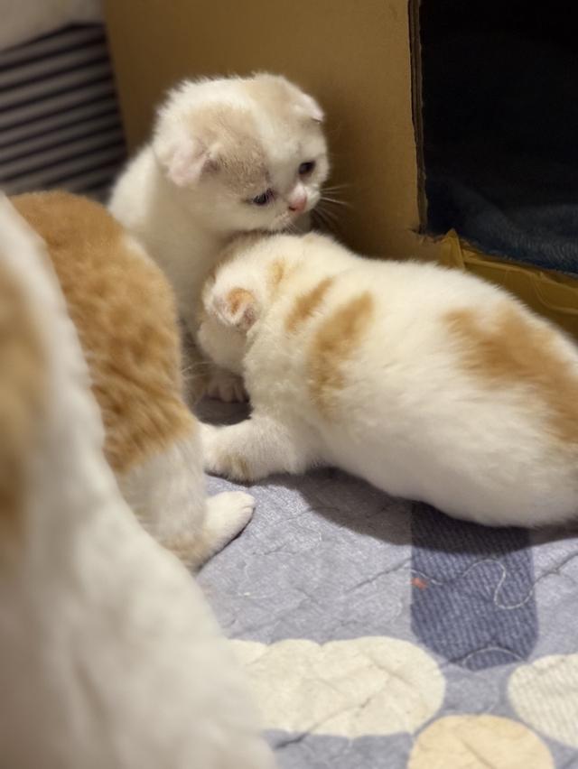 สัตว์เลี้ยง แมวสก็อตตีชโฟลด์ รูปที่ 6