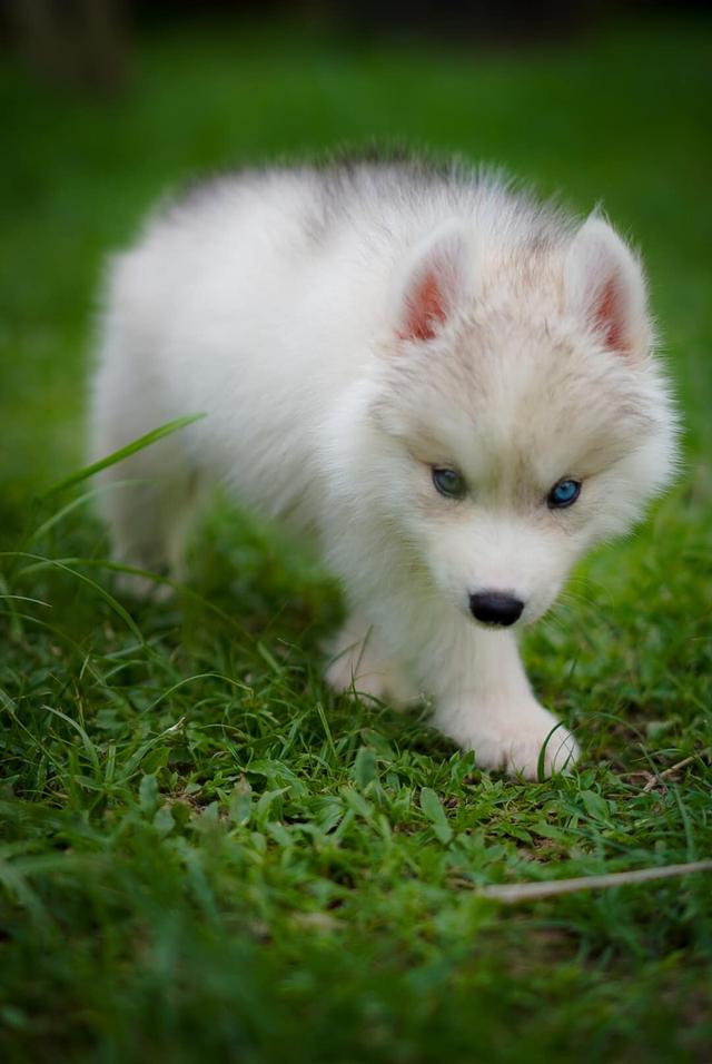 Siberian husky 4