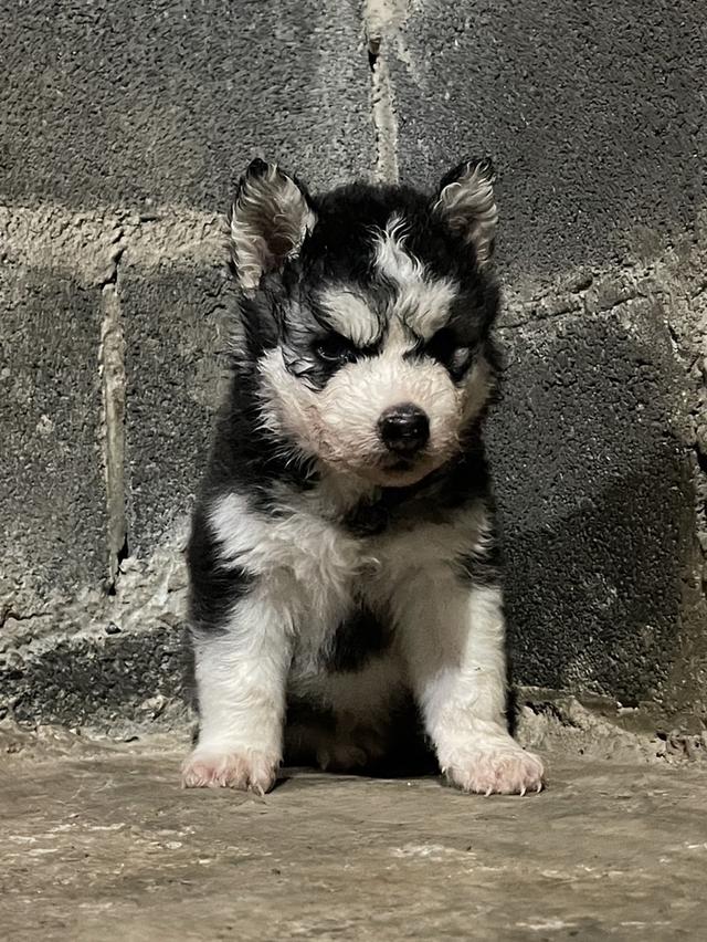 ไซบี้รีนเด็กลี่โค้ช ชาย3หญิง3 รูปย่อยที่ 2