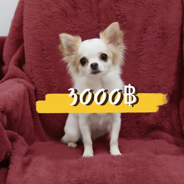 เด็กหญิงขาวครีมขนยาว