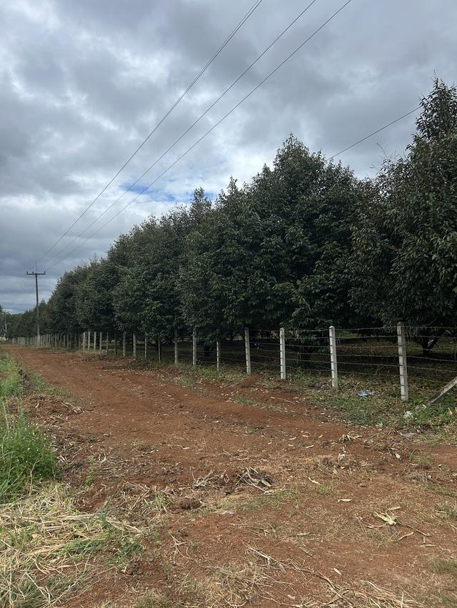 ขายสวนทุเรียน ชำฆ้อ หมู่5 เขาชะเมา 9