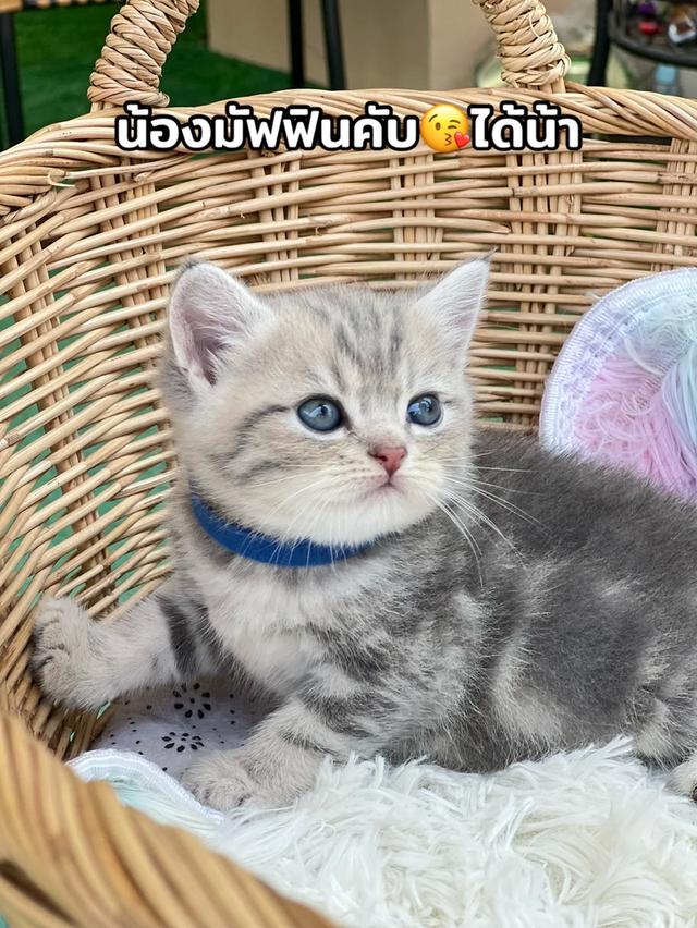 ดช.สก็อต (พ่อบริติช แม่สก็อต)