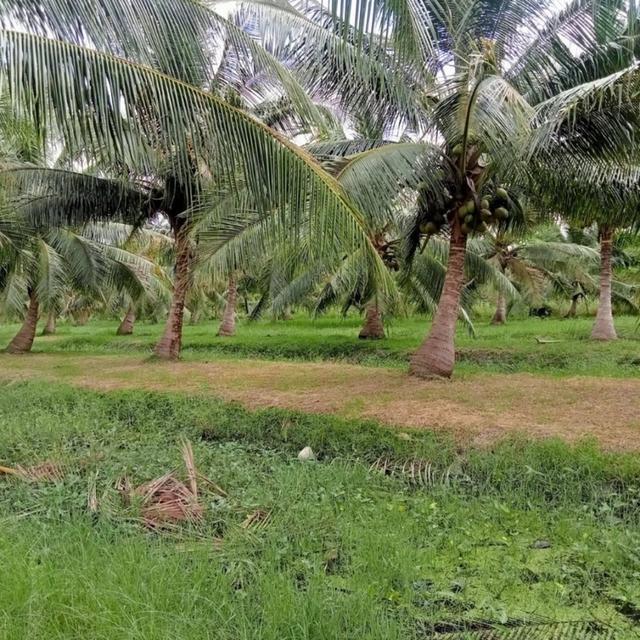 ขายที่ดิน สวนมะพร้าว  12-2-7.9 ไร่ อ.ปากพนัง จ.นครศรีธรรมราช *เก็บผลผลิตได้เลย* 2