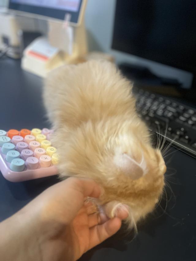 แมวส้มขี้อ้อนนวดเก่ง(เด็กชาย 3 เดือน)นิสัยขี้อ้อนสุดๆ รูปที่ 5