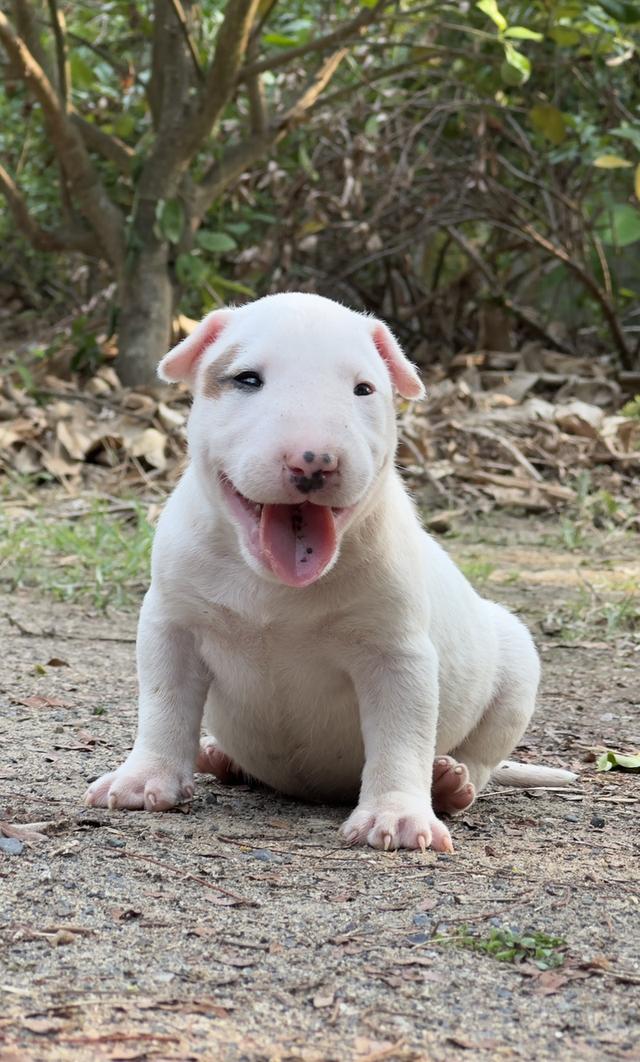 สุนัขบลูเทอเรีย Bullterrier std รูปที่ 7