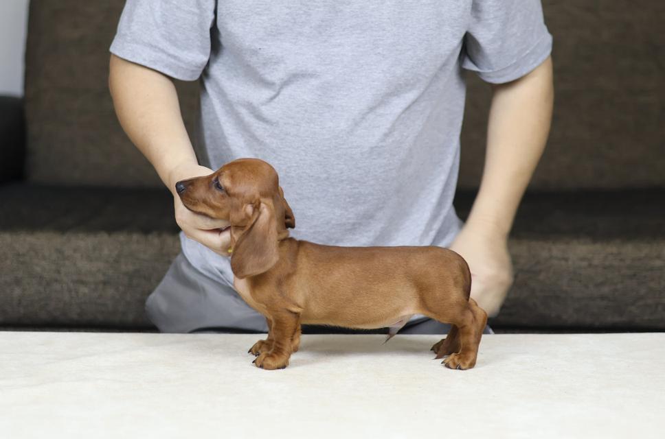 Mini dachshund puppies For Sale