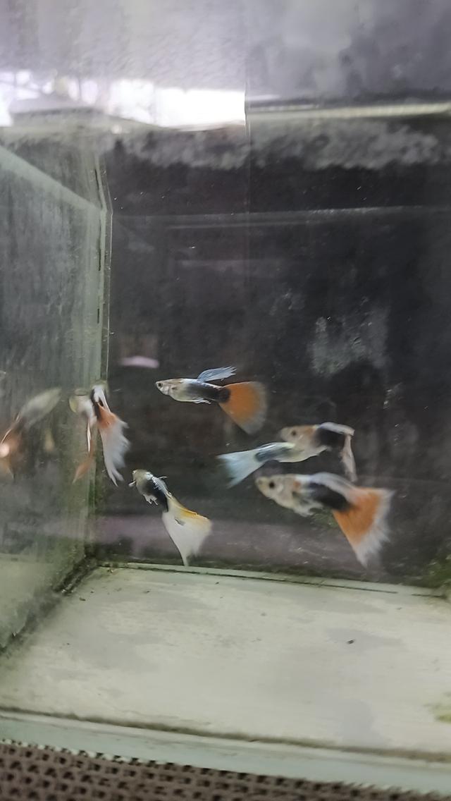 ปลาหางนกยูงตัวละ5บาท รูปที่ 8