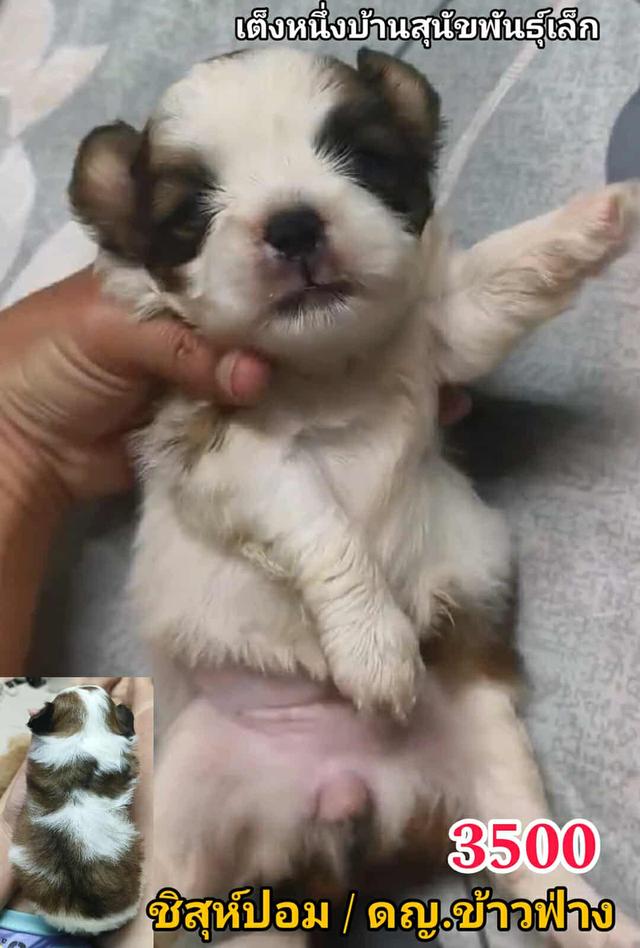 เปิดจอง ชิสุห์ผสม ปอม พุดเดิ้ล ชิวาว่า 14