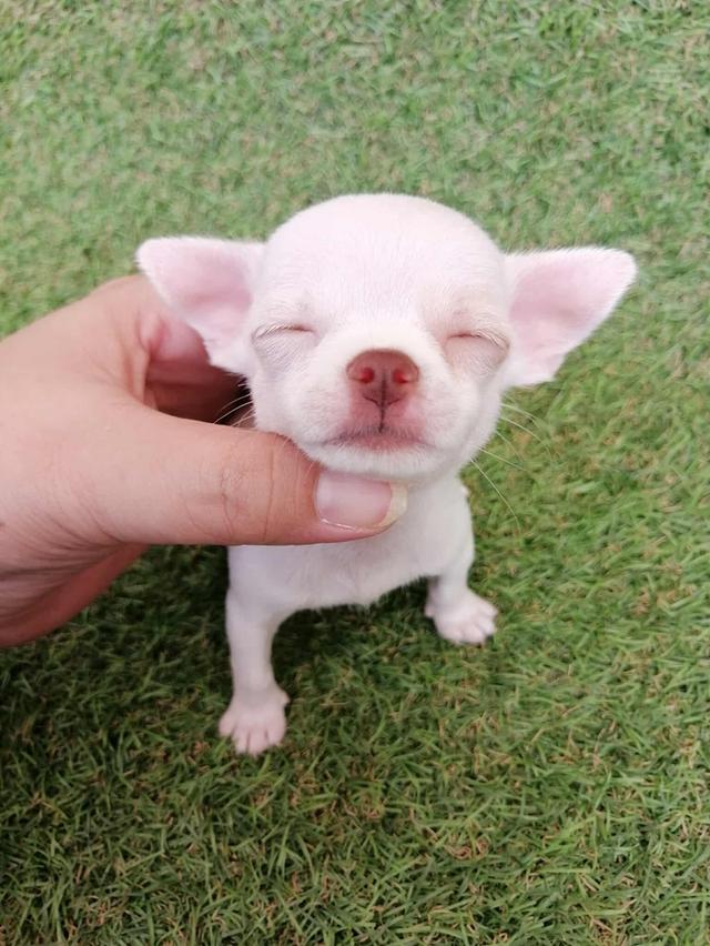 ชิวาว่าเเท้ขนสั้น ญ. 2