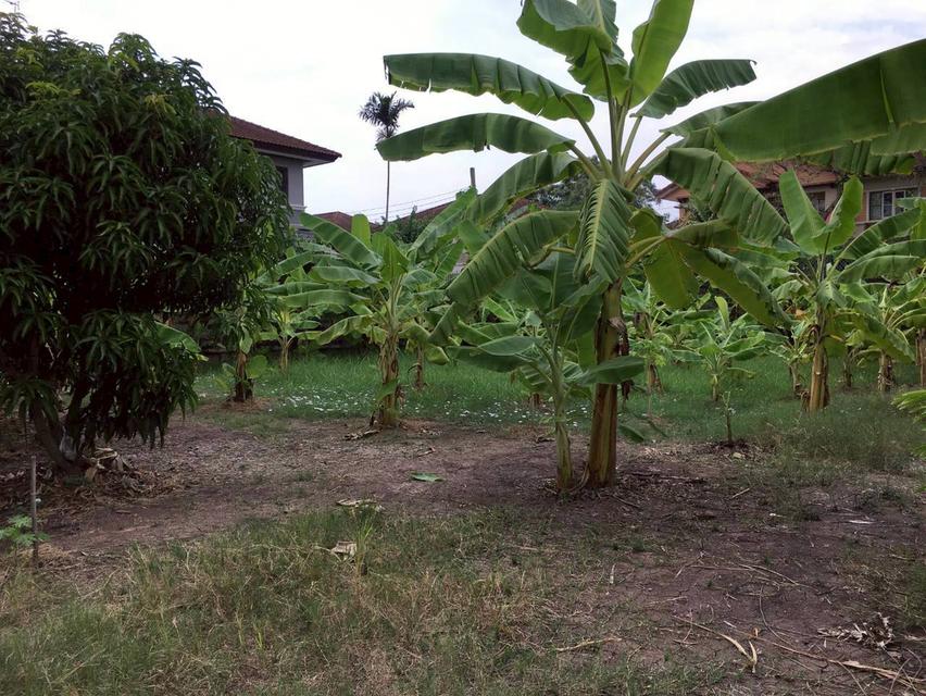 ขายที่ดิน 204 ตารางวาถมแล้ว ซอยวัดเสาธงหิน อำเภอบางใหญ่ จังหวัดนนทบุรี 1