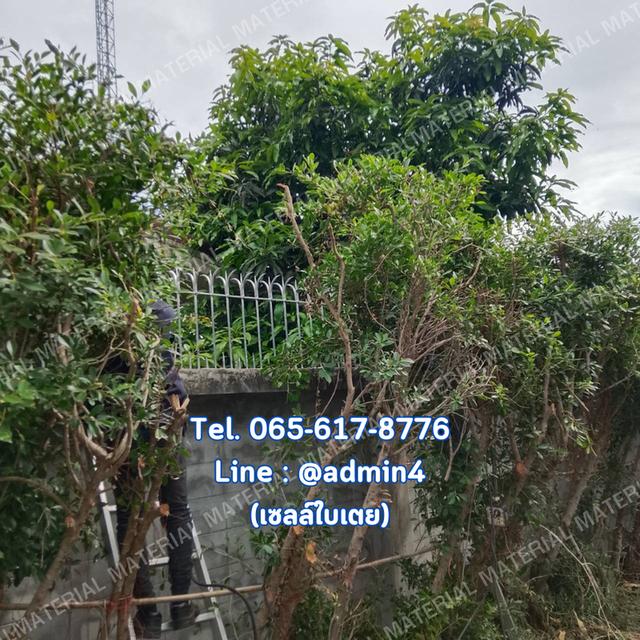 รั้วศรเหล็กแหลม
