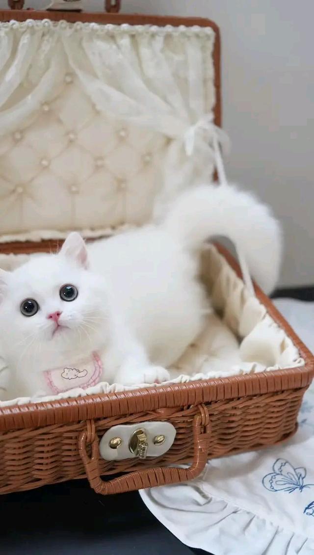 แมวมันช์กิ้น สีขาว 3