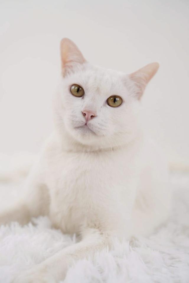 แมวขาวมณีตาหลืองอำพัน 4
