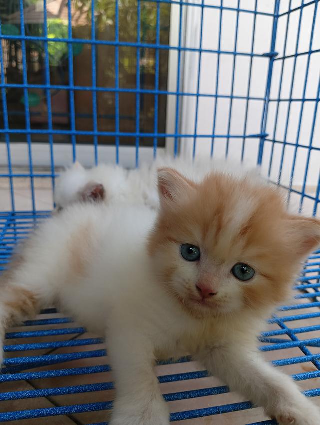 ลูกแมวส้ม น่ารัก สก็อตติชเปอร์เซีย