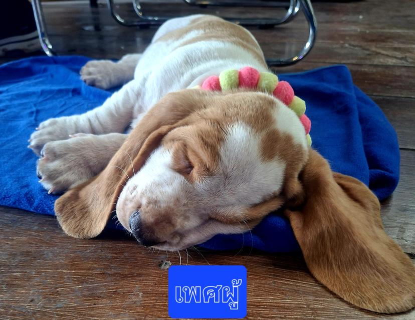 สุนัข 8