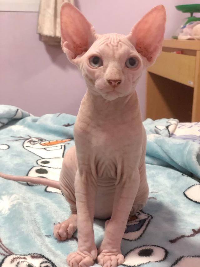 แมวสฟิงซ์ sphynx 5