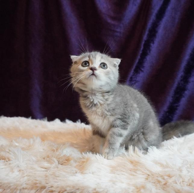 แมว Scottish Fold 6