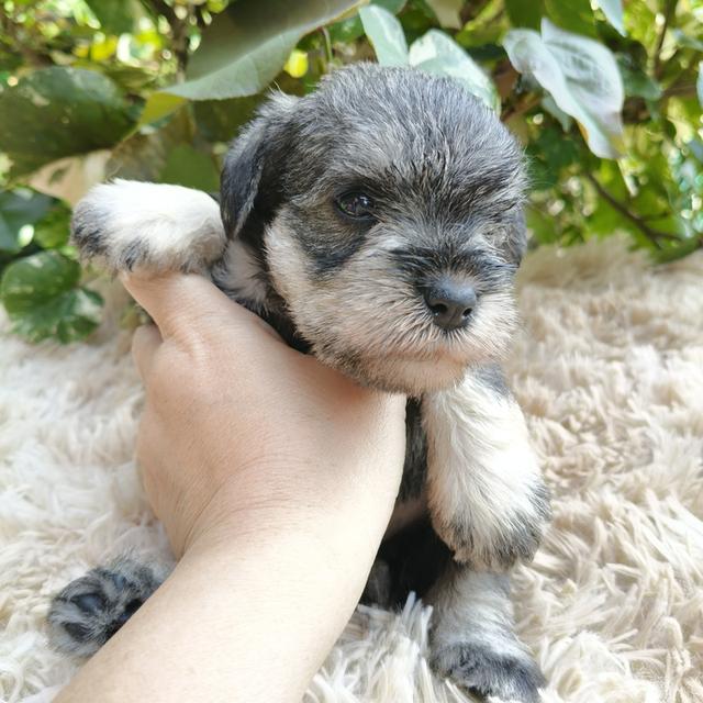 ลูกชเนาเซอร์ มีทุกสี รูปที่ 3