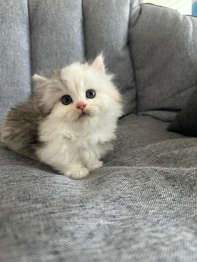 munchkin ขาสั้น เพศเมีย