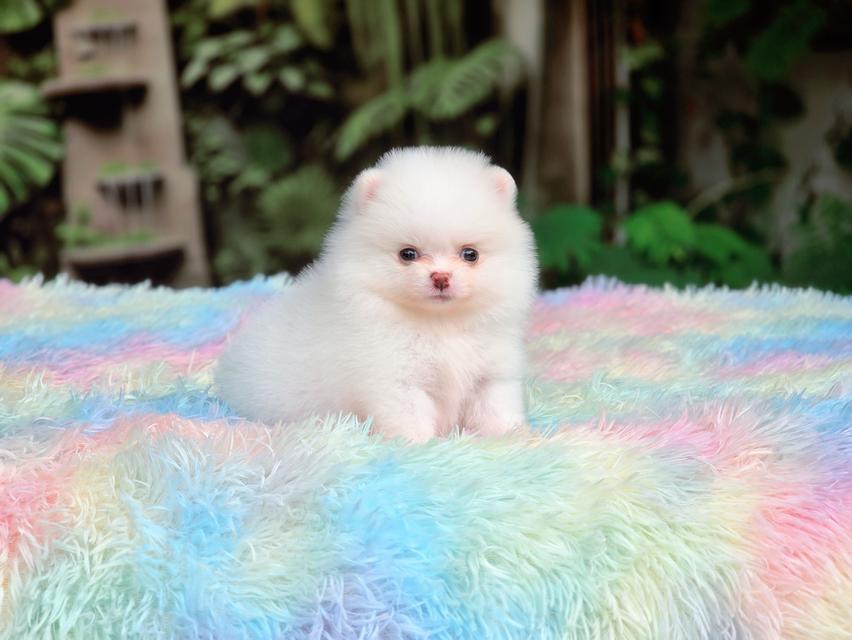 ปอมขาวทีคัพเพศเมียสีขาวล้วน รูปที่ 2