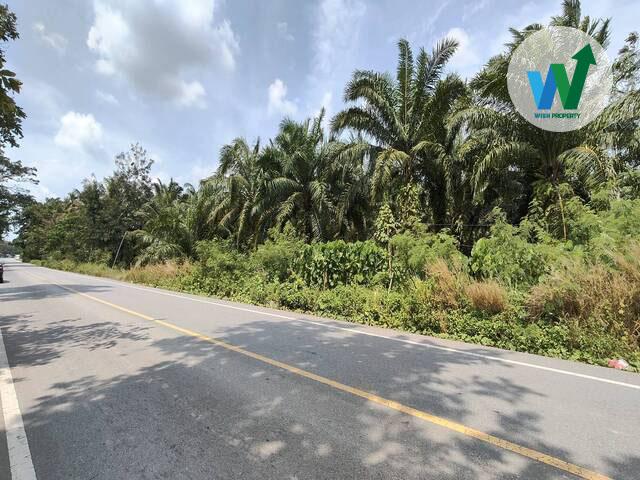 ประกาศขายที่ดินพร้อมสวนปาล์มน้ำมันแปลงใหญ่ติดถนนสามแยกบ่อทราย-แหลมโตนดในอำเภอป่าพะยอม 2