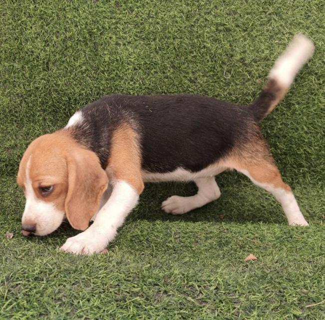 บีเกิ้ล ลูกสุนัข Beagle 2